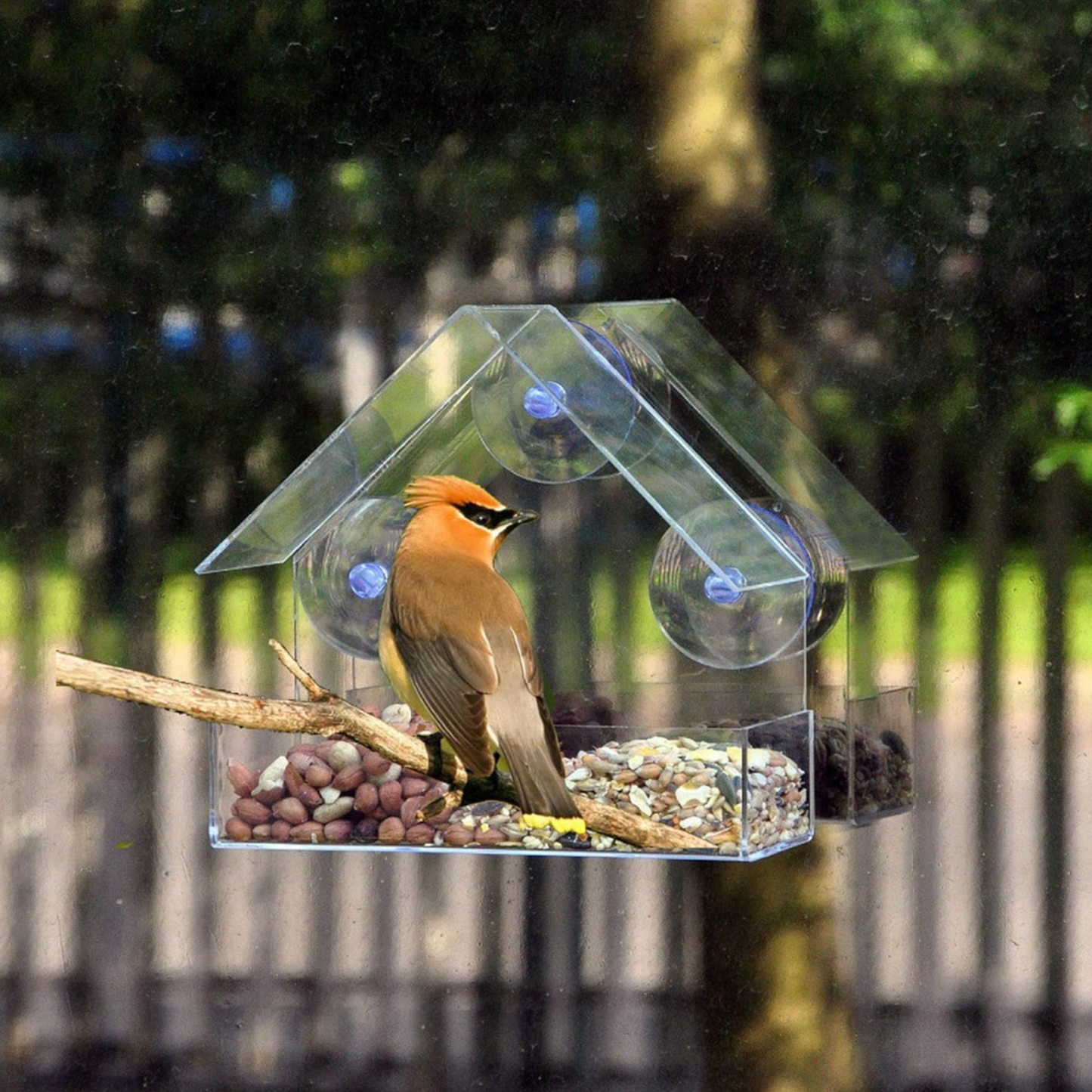 Clear Window Bird Feeder with Suction Cups